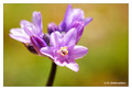 Blue Dicks (Dichelostemma capitatum) from Shipley-Skinner Reserve, California, USA