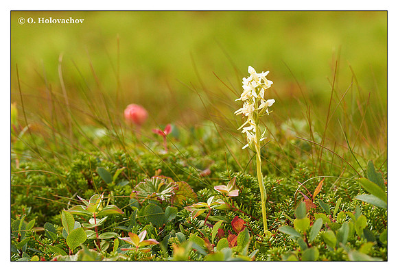 Lesser Butterfly-orchid (Platanthera bifolia) from Tromsø, Norway