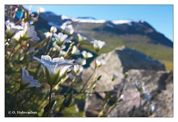 Mouse-ear Chickweed (Cerastium sp.) from Låktatjåkka, Sweden