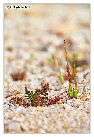 Unidentified plant from Mojave Desert State Preserve, California, USA