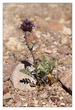 Unidentified Sedge (Salix sp.) from Death Valley National Park, California, USA