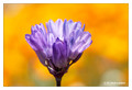 Blue Dicks (Dichelostemma capitatum) from Shipley-Skinner Reserve, California, USA