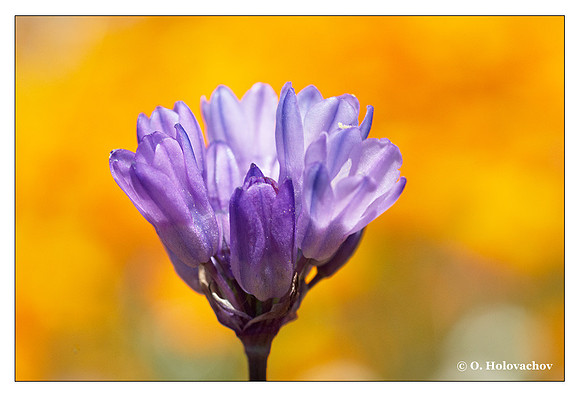 Blue Dicks (Dichelostemma capitatum) from Shipley-Skinner Reserve, California, USA
