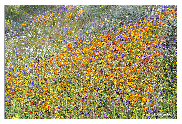 Wildflowers, Shipley-Skinner Reserve, California, USA