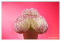Flower pistil at 3X magnification
