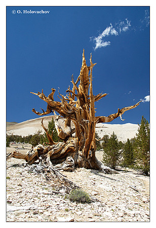 Bristlecone Pine (Pinus longaeva) from Ancient Bristlecone Pine Forest, California, USA