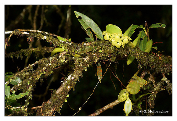 Unidentified orchid from La Selva, Costa Rica