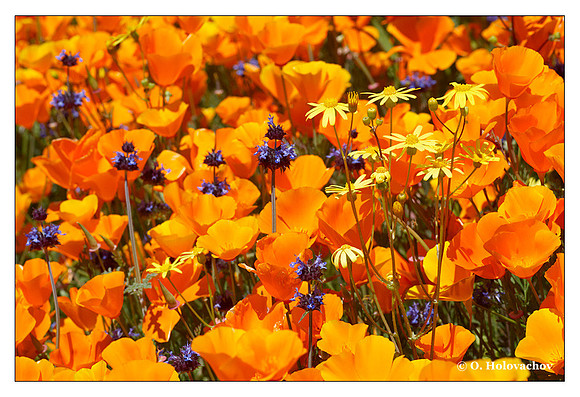 California Poppy (Eschscholzia californica) from Shipley-Skinner Reserve, California, USA