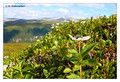 Dwarf Cornel (Cornus suecica) from Tromsø, Norway