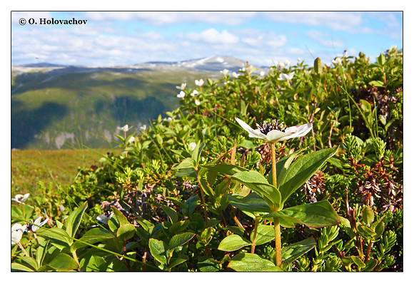 Dwarf Cornel (Cornus suecica) from Tromsø, Norway