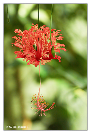 Coral Hibiscus (Hibiscus schizopetalus) from Bergius Botanical Gardens, Stockholm, Sweden