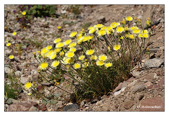 Desert Dandelion (Malacothrix glabrata) from Death Valley National Park, California, USA