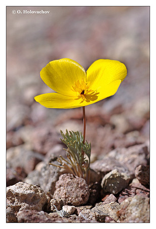 Desert Poppy (Eschscholzia glyptosperma) from Death Valley National Park, California, USA