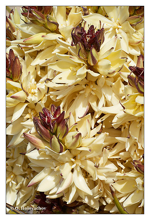 Mojave Yucca (Yucca schidigera) from Mojave Desert State Preserve, California, USA