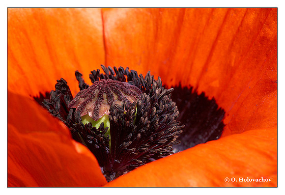 Hybrid Poppy (Papaver sp.) from the garden, Sweden