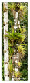 Bromeliads from La Selva, Costa Rica