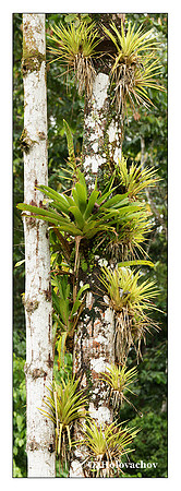 Bromeliads from La Selva, Costa Rica