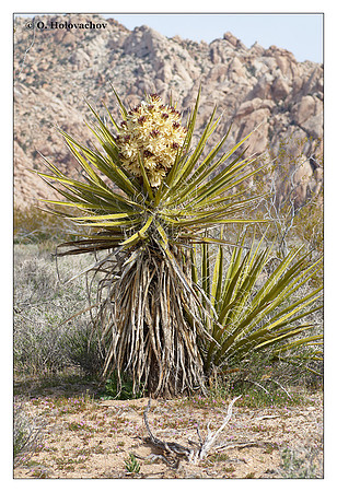 Mojave Yucca (Yucca schidigera) from Mojave Desert State Preserve, California, USA