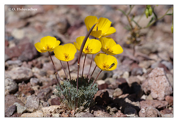 Desert Poppy (Eschscholzia glyptosperma) from Death Valley National Park, California, USA