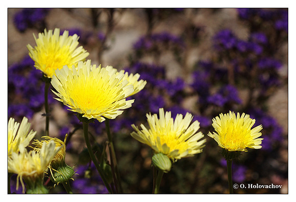 Desert Dandelion (Malacothrix glabrata) from Death Valley National Park, California, USA