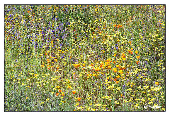 Wildflowers, Shipley-Skinner Reserve, California, USA