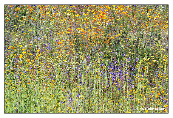 Wildflowers, Shipley-Skinner Reserve, California, USA