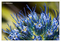 Unidentified garden plant at 3X magnification