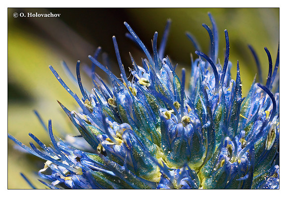 Unidentified garden plant at 3X magnification