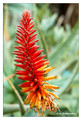 Aloe (Aloe sp.) from UCR Botanical gardens, California, USA