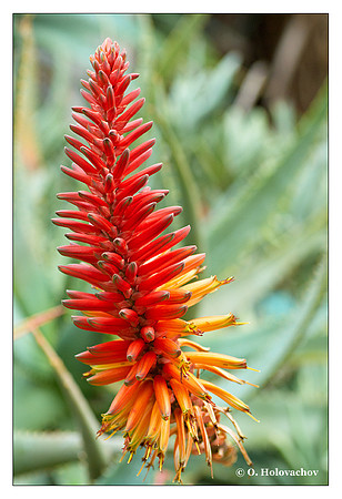 Aloe (Aloe sp.) from UCR Botanical gardens, California, USA
