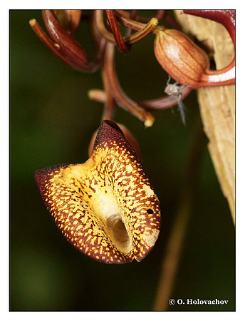 Unidentified plant from Carara, Costa Rica