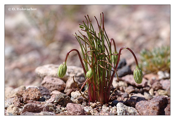 Unidentified plant from Death Valley National Park, California, USA