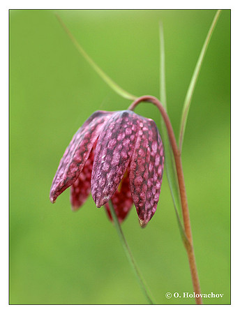 Snake's Head Fritillary (Fritillaria meleagris) from Hjälstaviken Reserve, Sweden