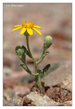 Woolly Daisy (Eriophyllum wallacei) from Death Valley National Park, California, USA