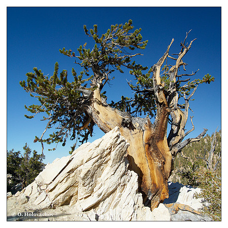 Bristlecone Pine (Pinus longaeva) from Ancient Bristlecone Pine Forest, California, USA