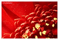 Gerbera sp. at 3X magnification