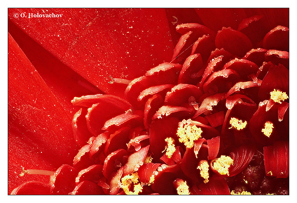 Gerbera sp. at 3X magnification