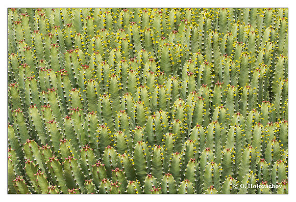 Euphorbia (Euphorbia sp.) from UCR Botanical gardens, California, USA