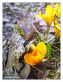 Hybrid Crocus (Crocus x stellaris) in Stockholm, Sweden