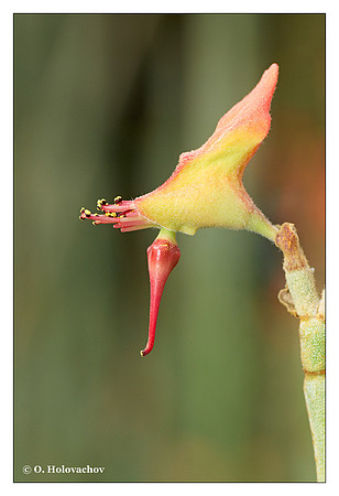 Unidentified plant from UCR Botanical gardens, California, USA