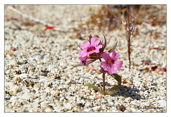 Unidentified flower from Anza Borrego Desert State Park, California, USA