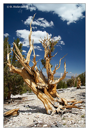 Bristlecone Pine (Pinus longaeva) from Ancient Bristlecone Pine Forest, California, USA