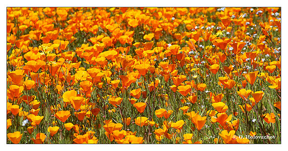 California Poppy (Eschscholzia californica) from Shipley-Skinner Reserve, California, USA
