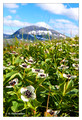 Dwarf Cornel (Cornus suecica) from Tromsø, Norway