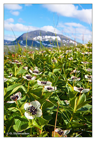 Dwarf Cornel (Cornus suecica) from Tromsø, Norway
