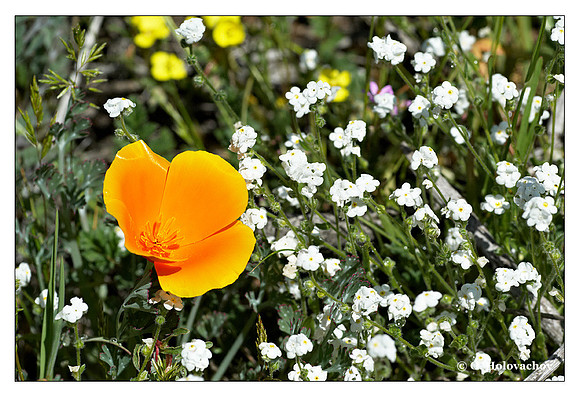 Poppy (Eschscholzia sp.) from Motte Rim Rock Reserve, California, USA