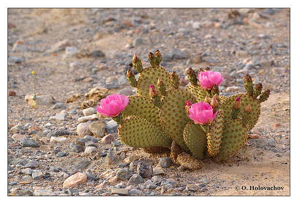 Beavertail Cactus (Opuntia basilaris) from Death Valley National Park, California, USA