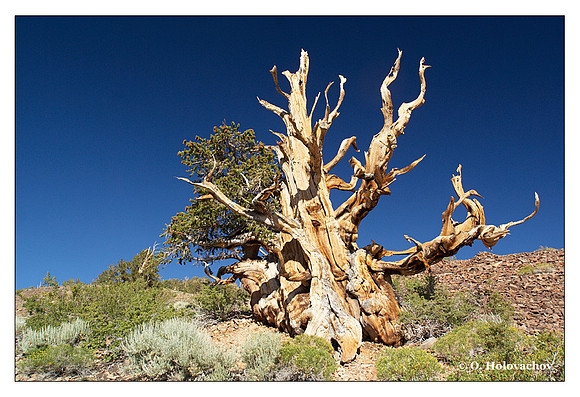 Bristlecone Pine (Pinus longaeva) from Ancient Bristlecone Pine Forest, California, USA