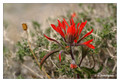 Indian paintbrush (Castilleja sp.) from Death Valley National Park, California, USA