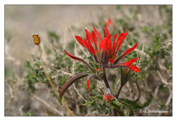 Indian paintbrush (Castilleja sp.) from Death Valley National Park, California, USA